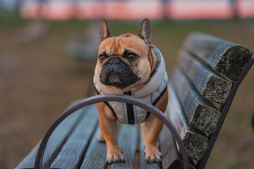 Dog related to Help! My Yorkie Keeps Me Awake All Night