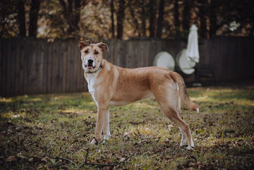 Dog related to Excessive Thirst & Shaking in Dogs: What to Know