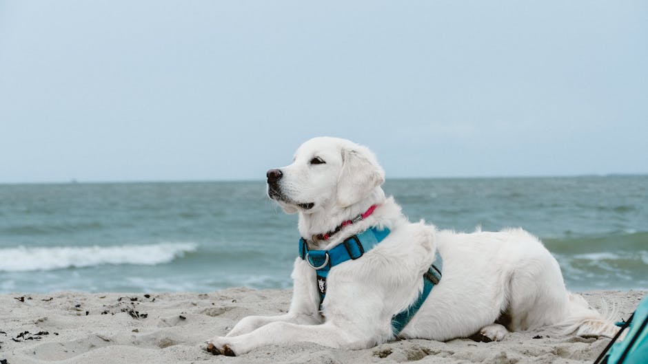 Dog related to Reverse Sneezing in Goldendoodles: What to Know