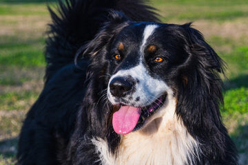 Dog related to Managing Mastitis in Dogs: Care, Healing & Prevention
