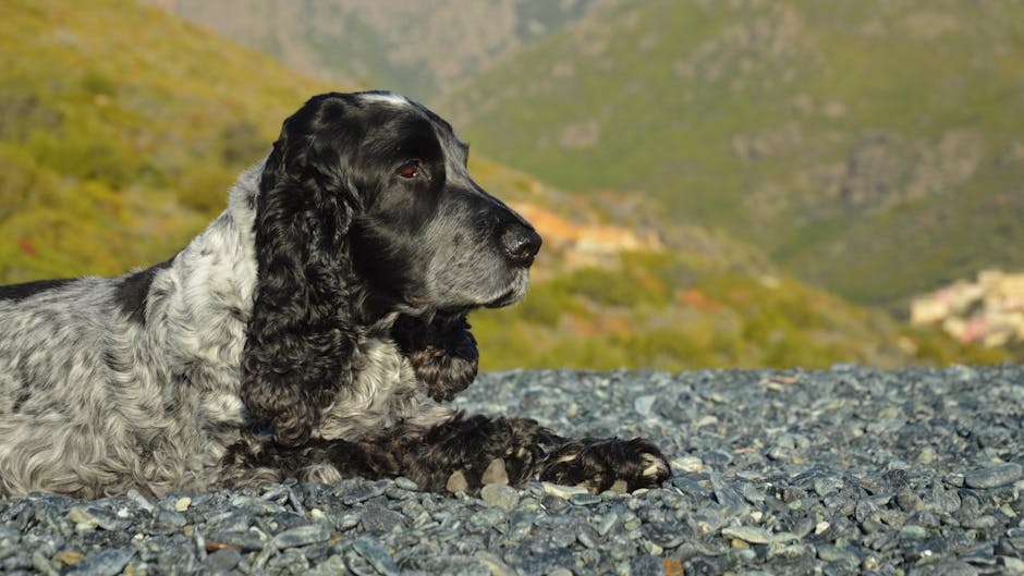 Dog related to Steroid Side Effects in Puppies: What Owners Should Know