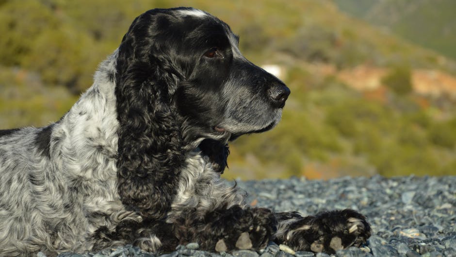 Dog related to Understanding Dog Play: Growling, Barking & Body Language