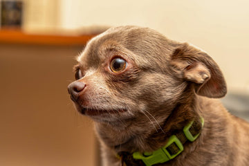 Dog related to How to Treat and Prevent Tear Stains in Japanese Spitz