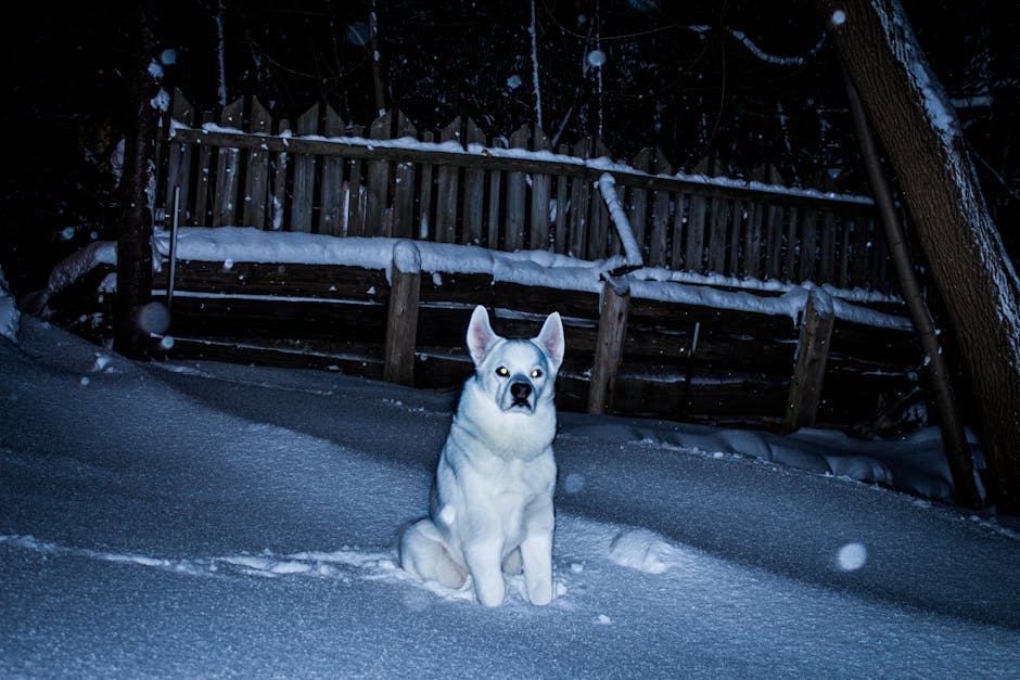 Dog related to Senior Pug Care: Managing Heart & Lung Disease