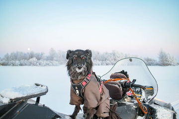 Dog related to Managing Jealousy in Newfoundlands: Behavior Tips