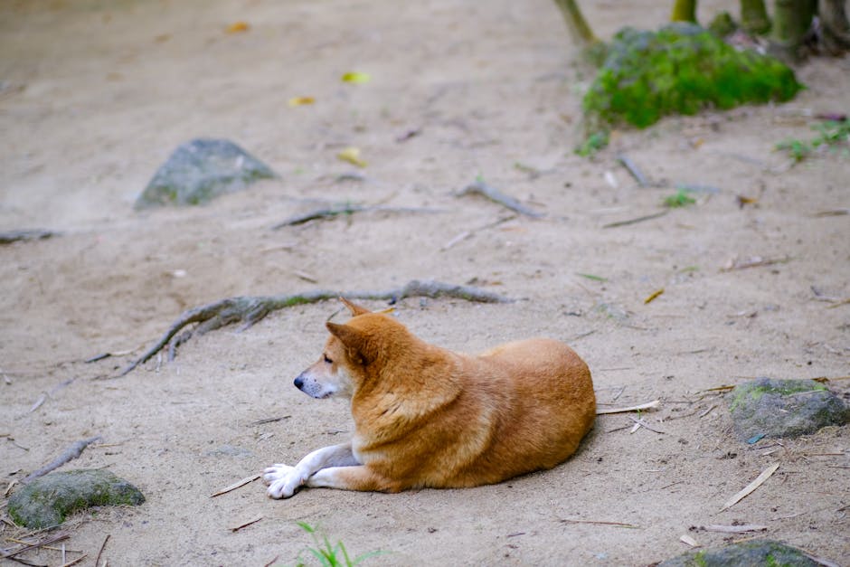 Dog related to Why Dogs Rub Their Faces: Causes & Care Tips