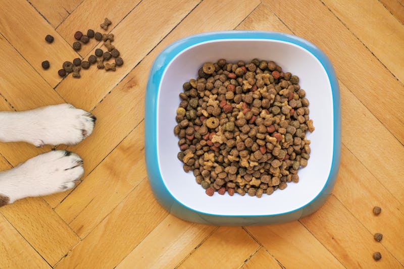 Help, My Elderly Dog Won’t Eat!