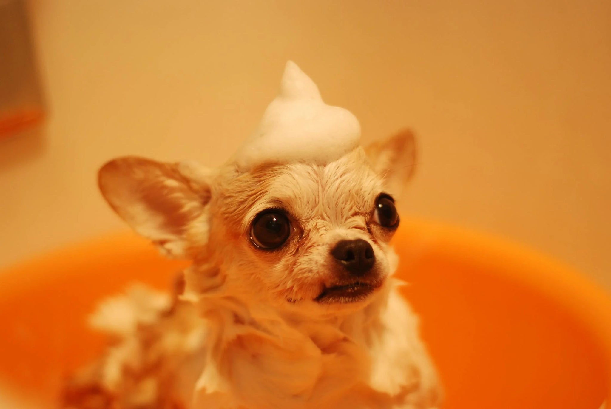 How To Make Your Dog Smell Good