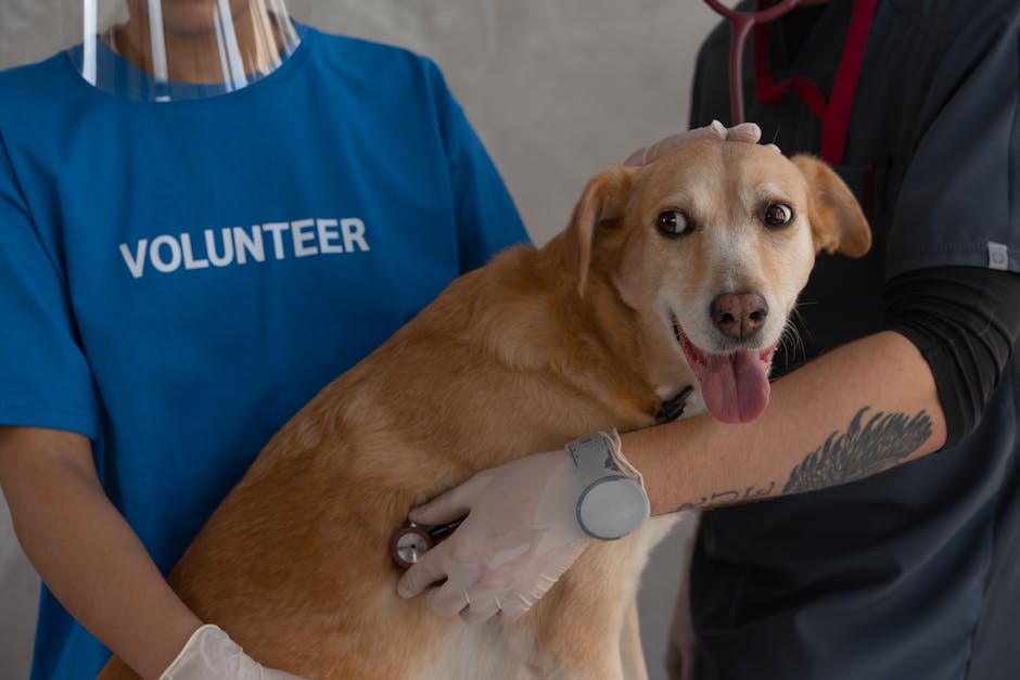 Dog related to Senior Dog Aggression: Comfort & Safety Tips