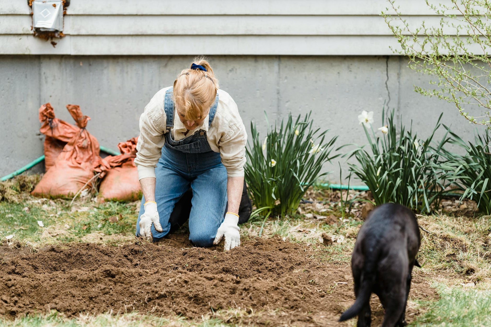 How To Keep Dogs Out Of Garden Boxes