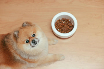 Why Is Your Dog Pushing Their Bowl Away?