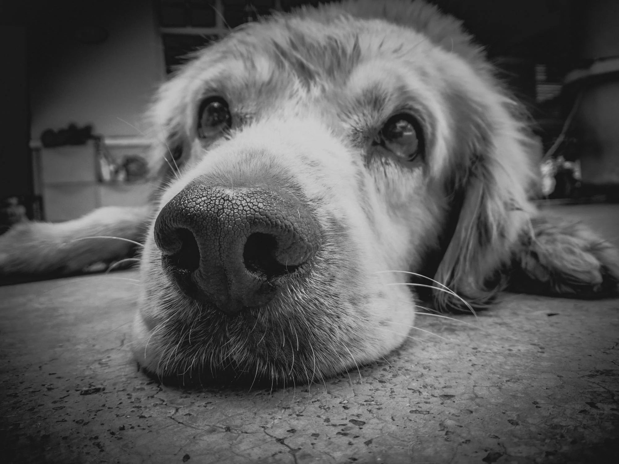 I Think My Dog Is Depressed - Why Did This Happen?
