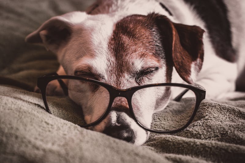 My Dog Shakes When Dreaming - Should I Wake Them Up?