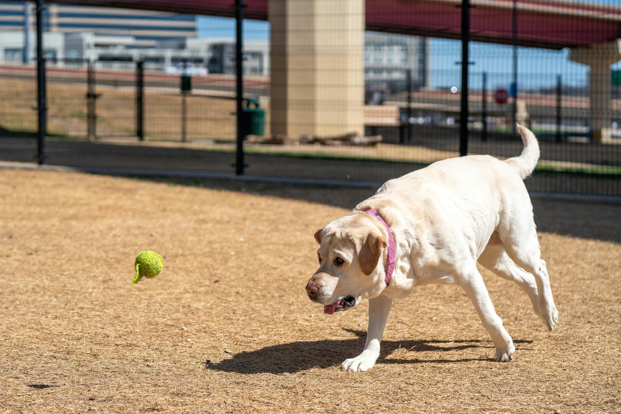 After Spaying My Dog Gained Weight - 3 Reasons