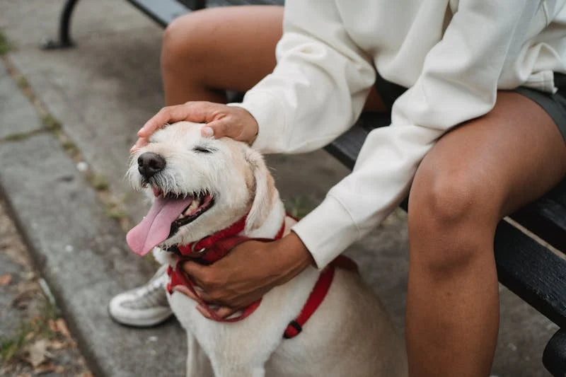 Is It Safe To Pull A Dog's Tick?