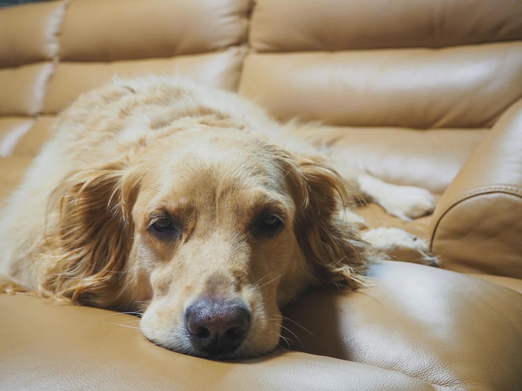 My Dog Isn’t Very Playful - Is Something Wrong?