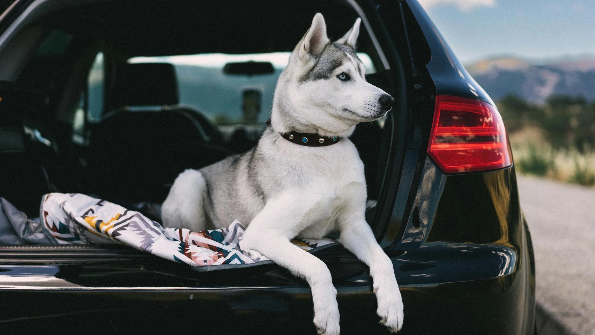 I’m Vacationing With My Dog But He Doesn’t Eat! What Do I Do?