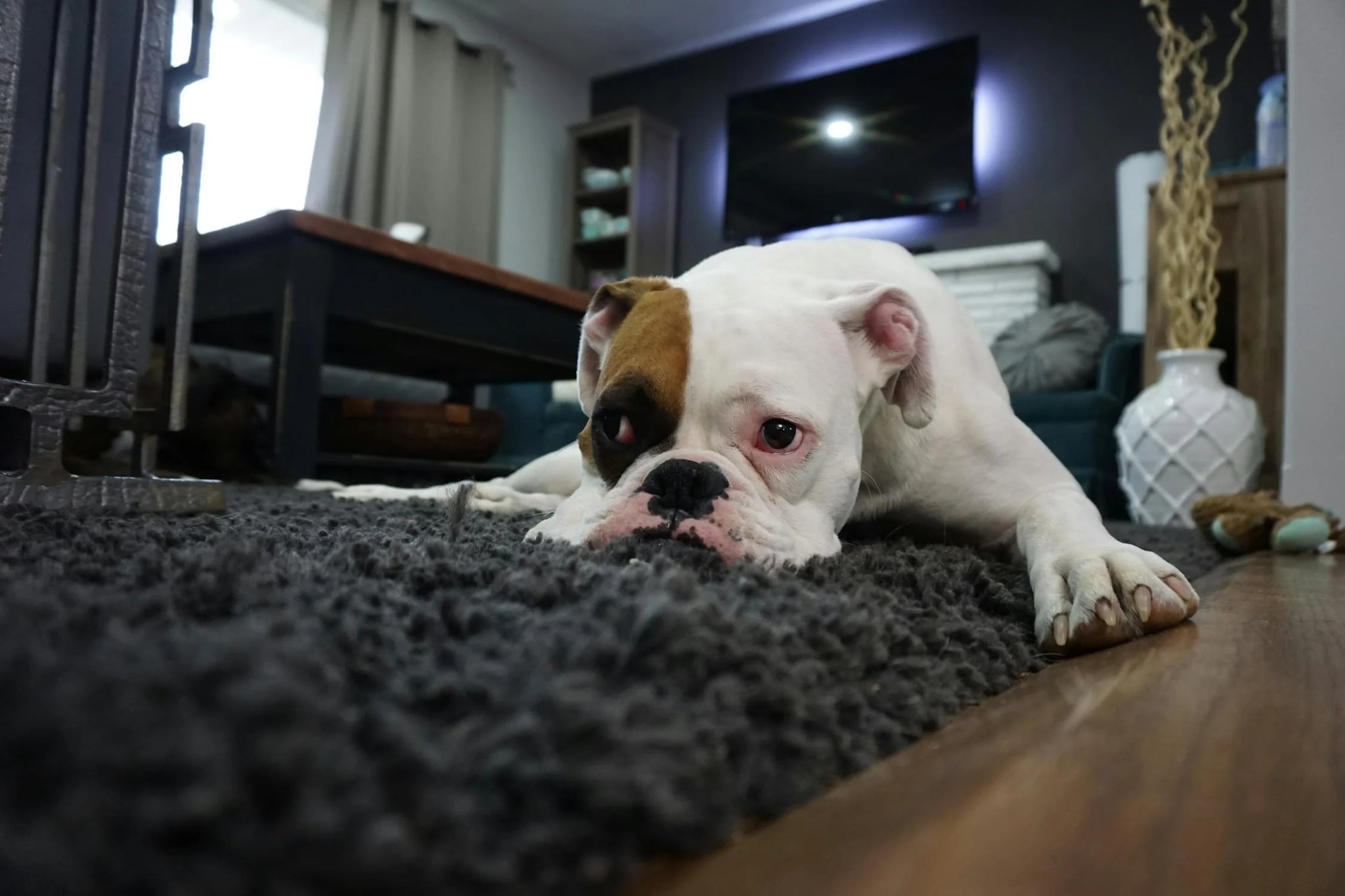 Loud Whining In Dogs - What Does This Mean?