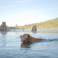 Floating Rubber Dog Ball