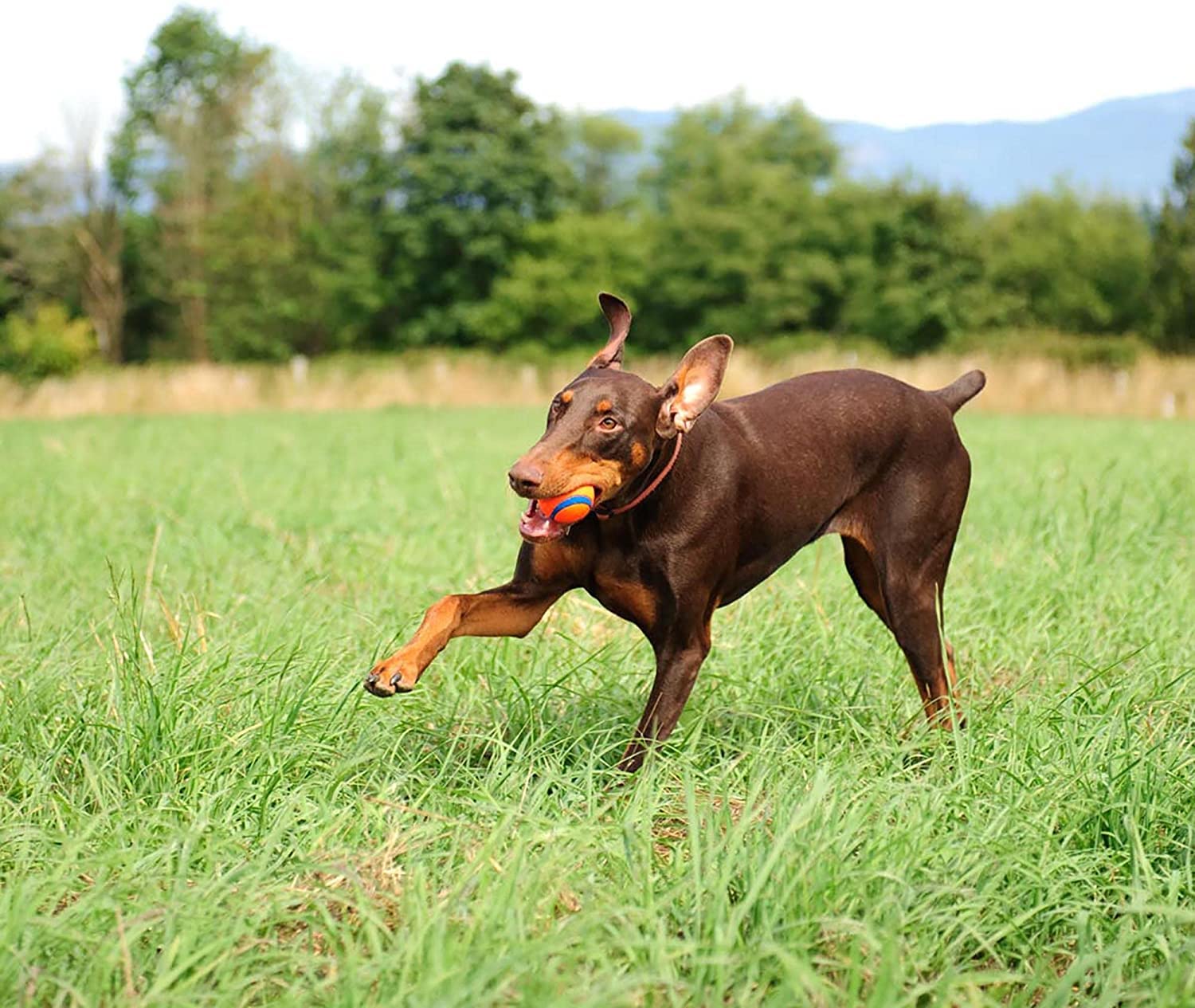 Dog running with chuckit ball size