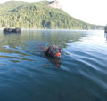 Floating Rubber Dog Ball dog swimming