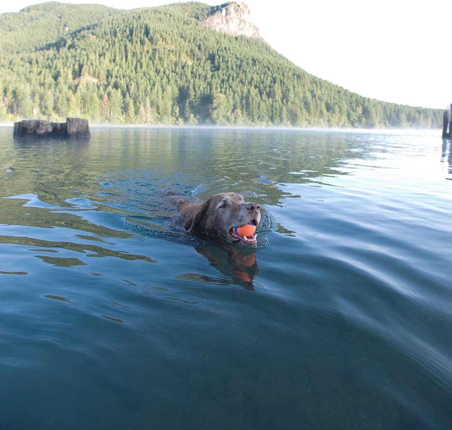 Floating Rubber Dog Ball dog swimming